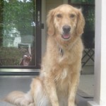 Honey the golden retriever is beautiful.