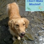 Honey the golden retriever doesn't make mischief.