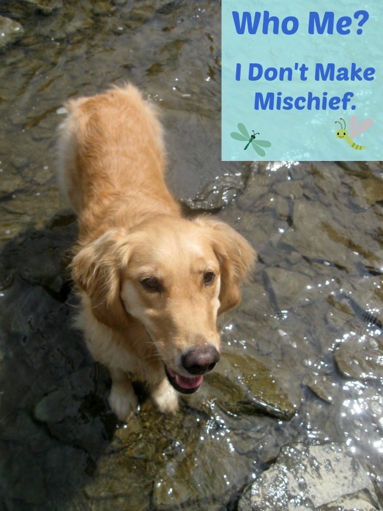 Honey the golden retriever doesn't make mischief.