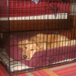 Honey the golden retriever lies in her crate.