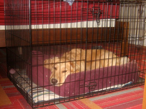 Honey the golden retriever lies in her crate.