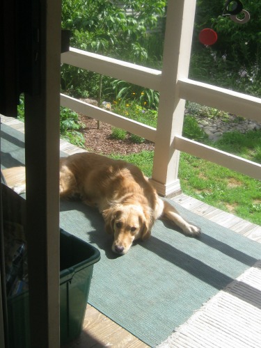 Honey the golden retriever sits on the porch.
