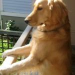 Honey the golden retriever is a perfect dog.