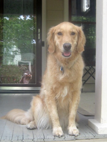 Honey the golden retriever is beautiful.