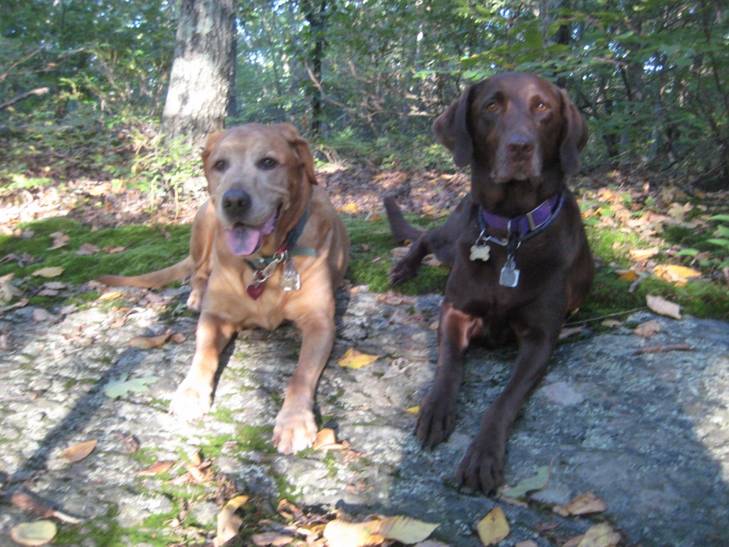 Sampson and Delilah in the woods.