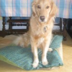 Honey the golden retriever wants to chat.