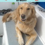 Why do we love dogs so much?