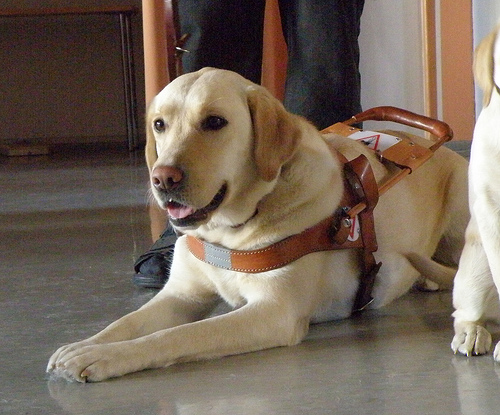 Guide dog in harness.