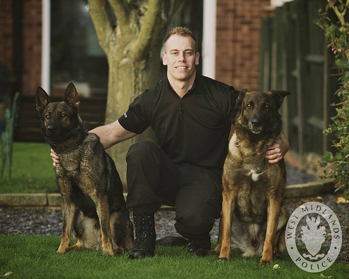 Police officer with two Belgian Malinois.