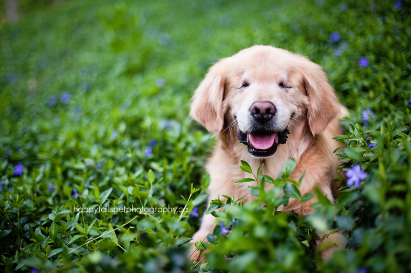 Smiley is a blind therapy dog.