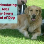 !7 Stimulating Jobs For Any Dog.
