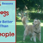 Reasons dogs are better than people with golden retriever.