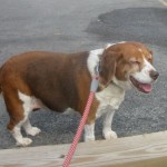 Blanche the foster beagle laughs.