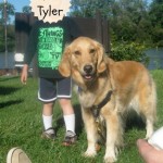 Honey the golden retriever makes a friend.