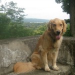 Honey the golden retriever sits with her tongue hanging out.
