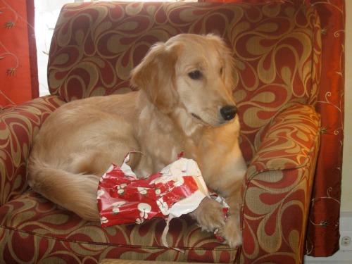 Honey the golden retriever chews on wrapping paper.