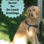 Honey the golden retriever shares a secret for on-leash greetings.