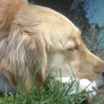 Honey the golden retriever takes a nap.