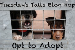 Tuesdays Tails Adoption Blog hop badge.