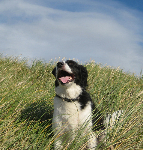 Happy dog in a field.
