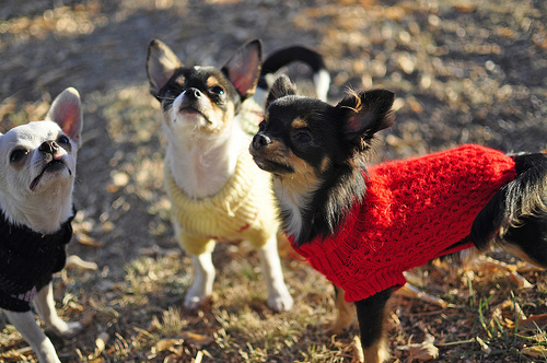Chihuahuas wear their sweaters.