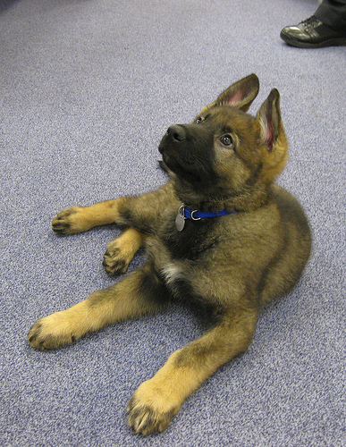 German shepherd puppy in training.