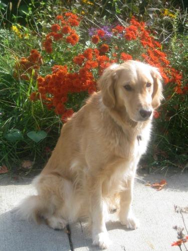Honey the golden retriever with flowers.