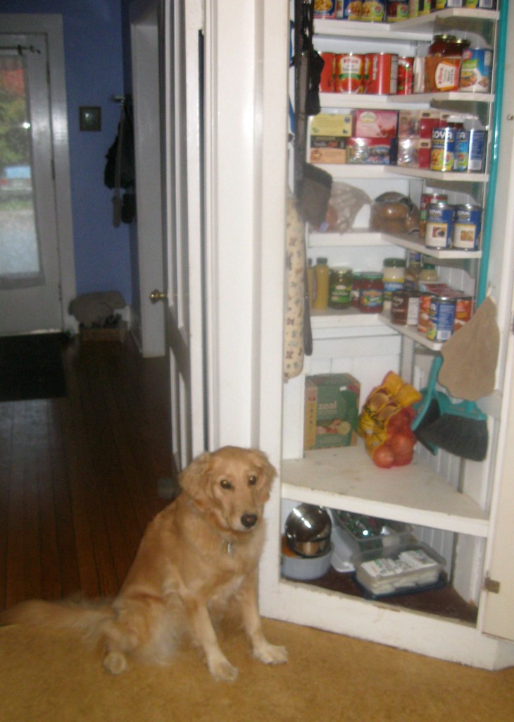 Honey the golden retriever checks out the pantry.