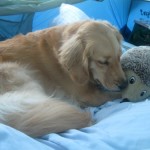 Honey the golden retriever nuzzles a stuffed toy.