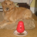 Honey the golden retriever poses with Only Natural Pet dog food.