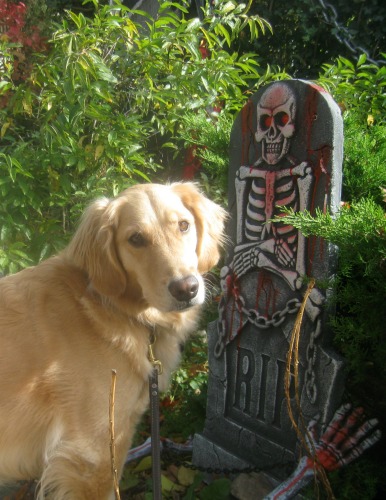 Honey the golden retriever sees a Halloween ghoul.