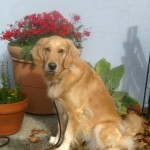 Honey the golden retriever with flowers.
