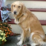 Honey the golden retriever poses with a Halloween rat.