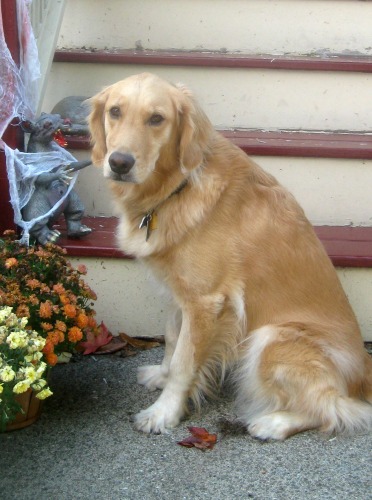 Honey the golden retriever poses with a Halloween rat.