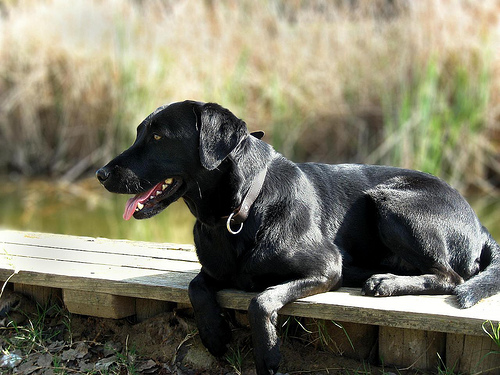 Labrador retriever lounging near the water.