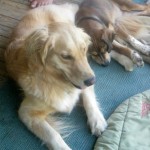 Honey the golden retriever relaxes with Oliver the foster puppy.