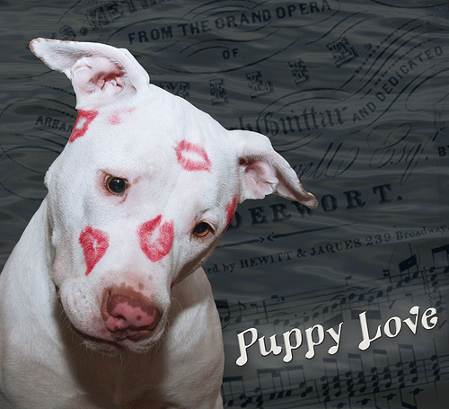 A pitbull covered with kisses.