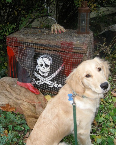 Honey the golden retriever puppies poses on Halloween.