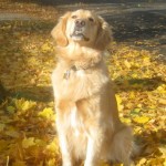 Honey the golden retriever is beautiful.
