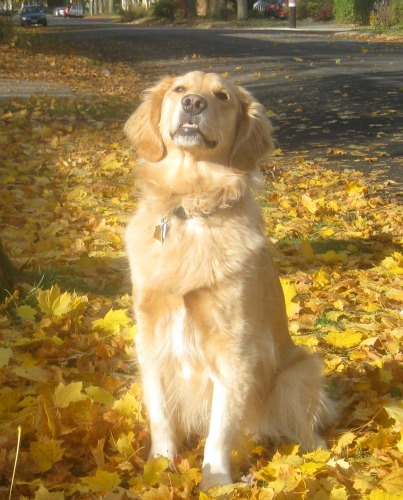 Honey the golden retriever is beautiful.
