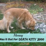 Honey the golden retriever looking for Death Kitty 2000.