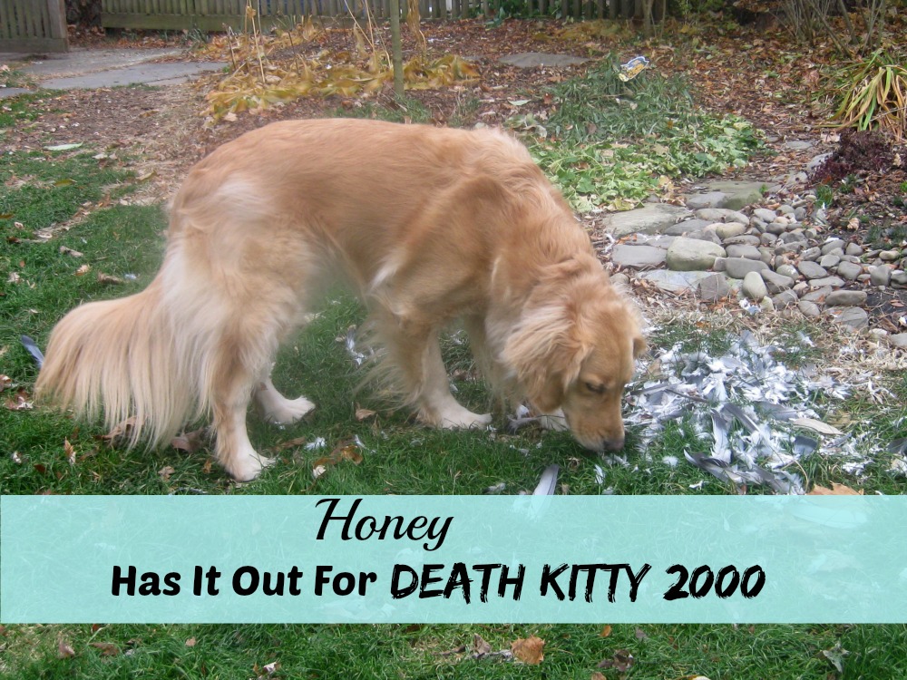 Honey the golden retriever looking for Death Kitty 2000.