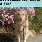 Honey the golden retriever and a statement about jerk dogs.