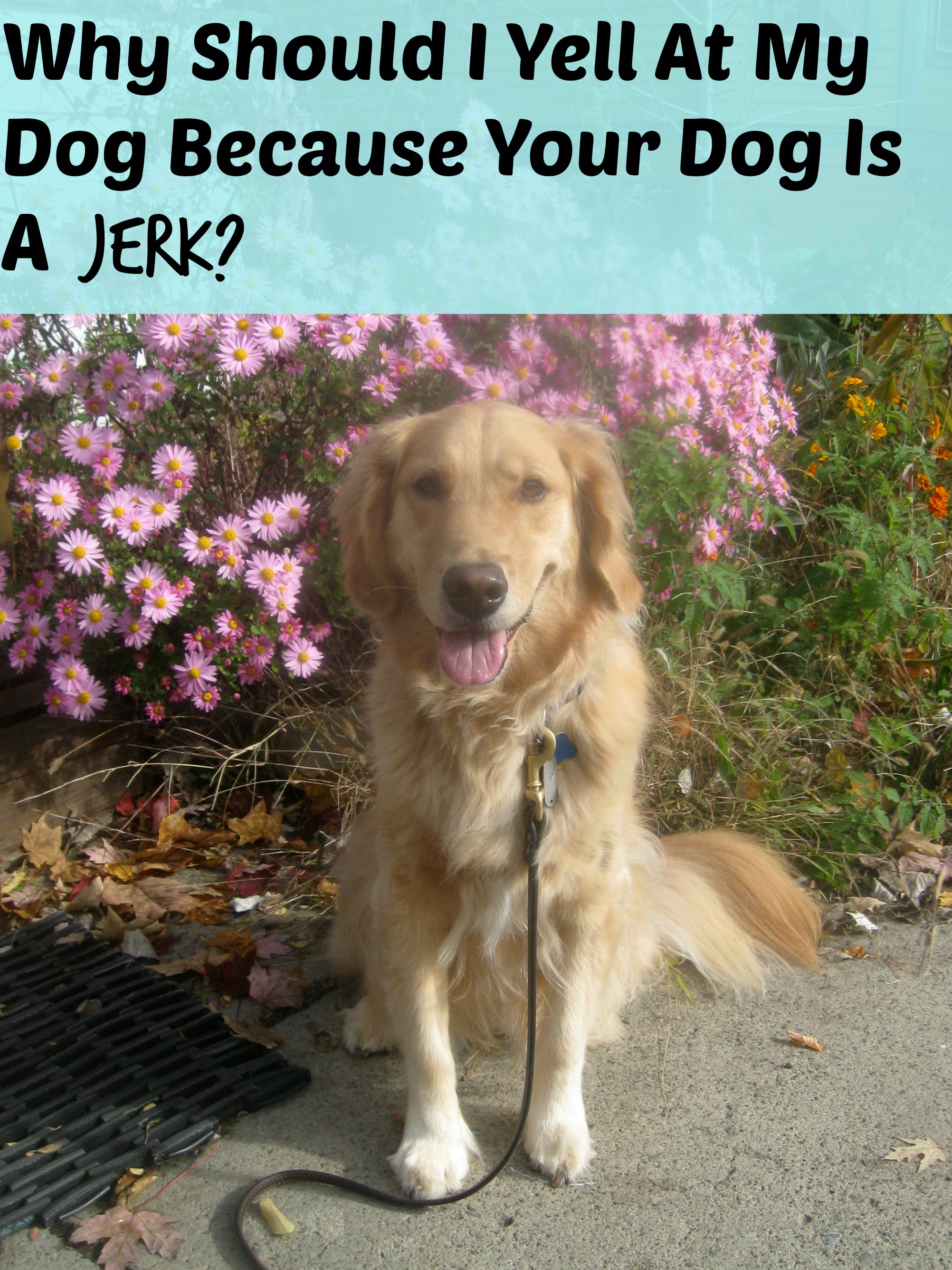 Honey the golden retriever and a statement about jerk dogs.