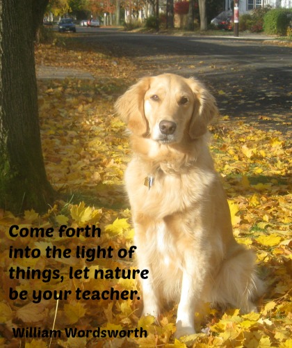 Golden retriever sits in the autumn light.