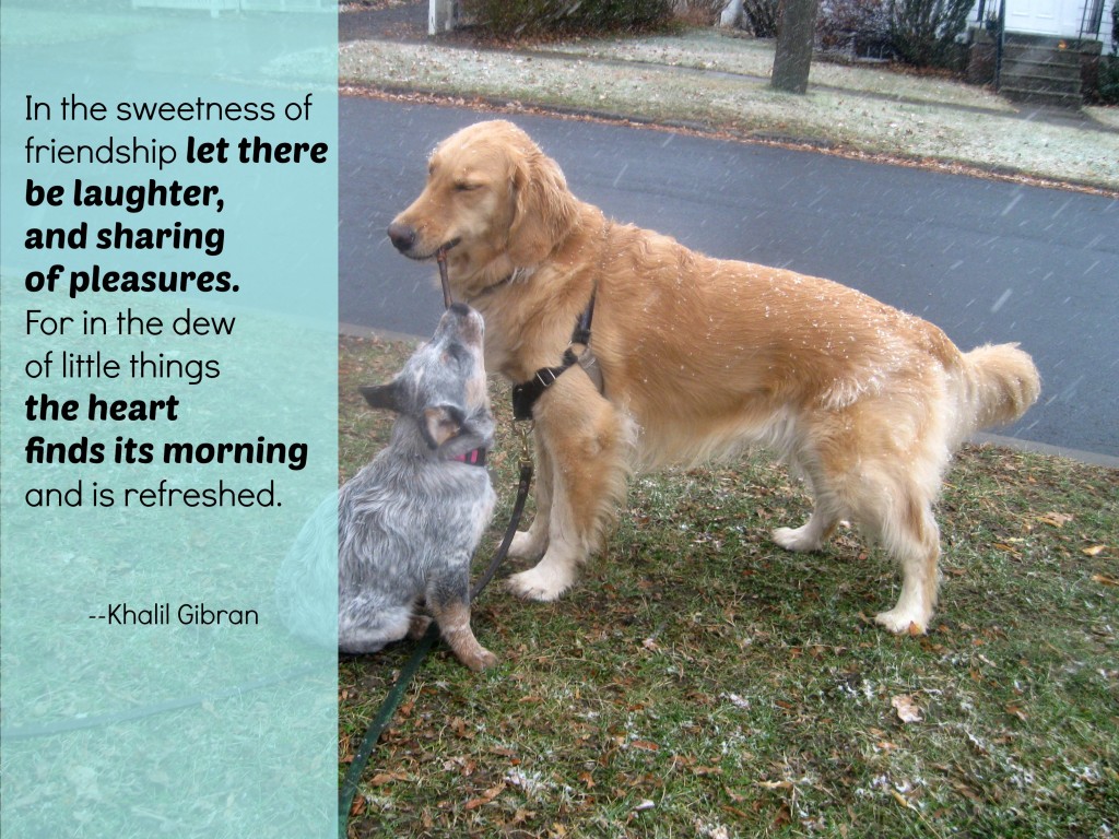 Honey the golden retriever and Zoe the foster puppy share a stick.