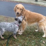 Honey the golden retriever plays with Zoe the foster puppy.