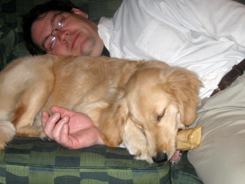 Honey the golden retriever acts like a pillow.