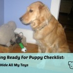 Honey the golden retriever puts her toys away.