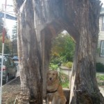 Honey the golden retriever poses in a gnome home.